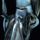 Illustration for article titled Geneticists: Giant squid are “very weird”